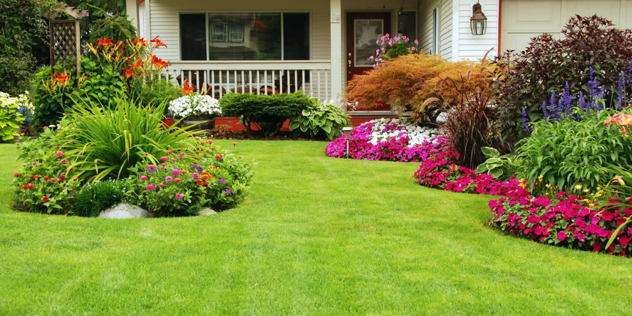 How to Get Your Weedy Lawn Back In Shape