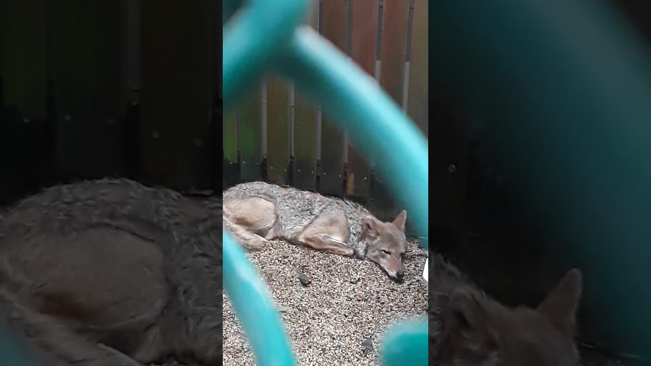 9-16-19 LUNA breathing erratic, unresponsive
