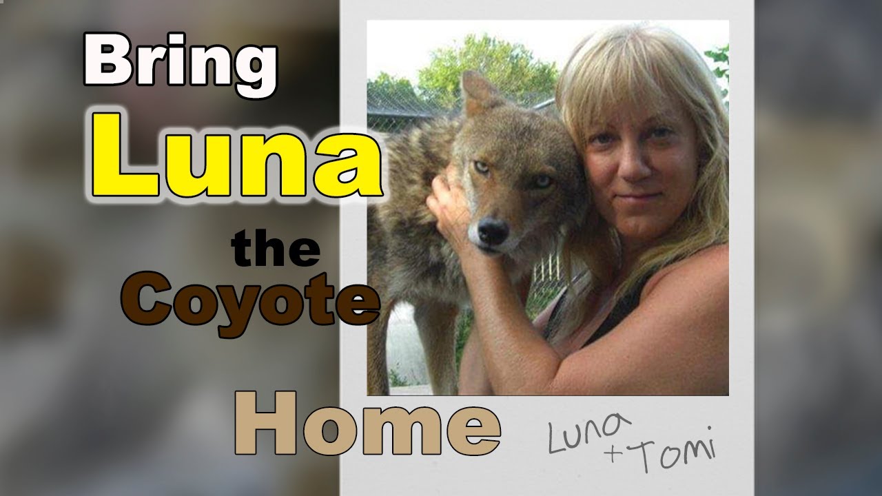 Bring Luna The Coyote Home