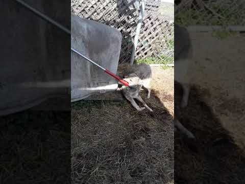 Illinois Department of Natural Resources and Cook County Animal Control