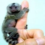 Prices-Of-Finger-Monkeys