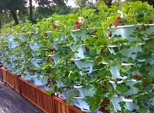 Hydroponics equipment supplier in India