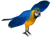 The African Grey Parrot Makes a Wonderful Pet
