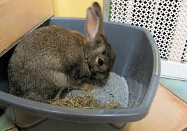 Find the Best Bunnies Accessories from All Things Bunnies