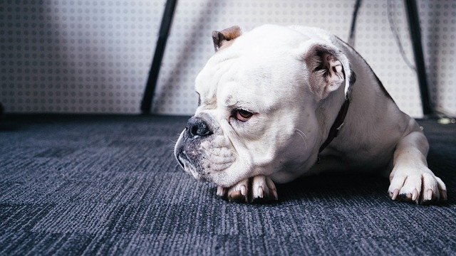 Precautionary Measures to Take before Buying an English bulldog Puppy