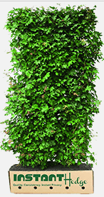 InstantHedge’s Beech Hedge Featured in Garden Smart TV
