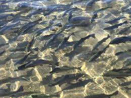 Learn more about Trout Fishing for Beginner at Coveriverranch.com