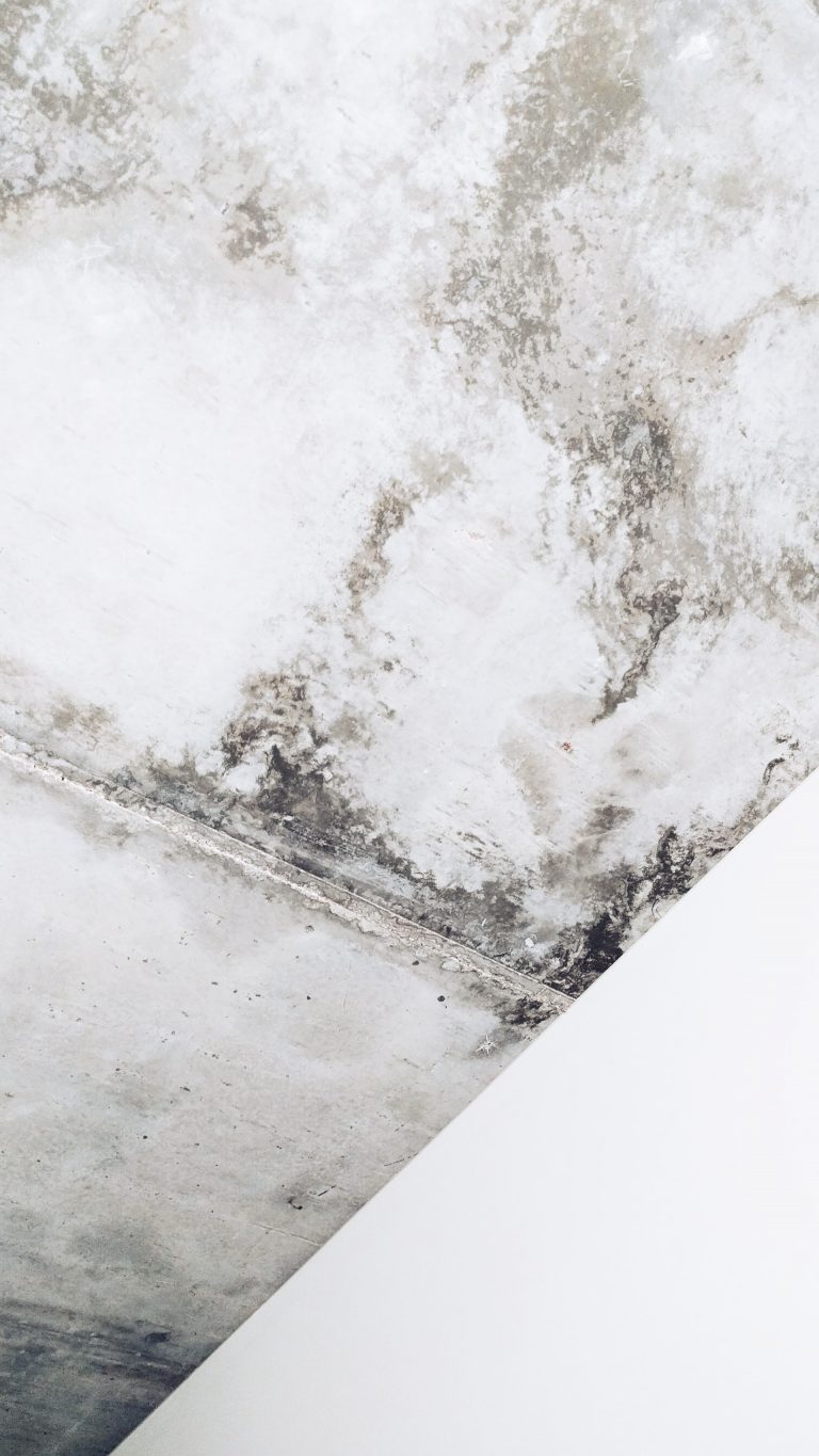 Advantages of Mold Remediation