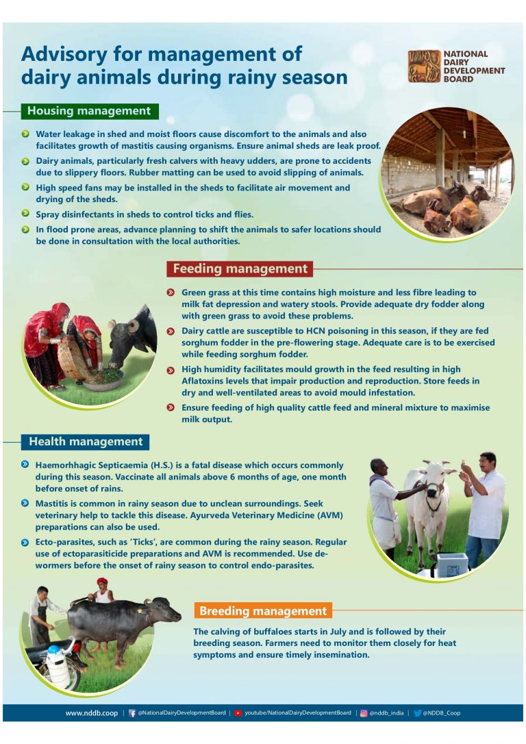 NDDB issues advisory for management of dairy animals during rainy season to dairy cooperatives