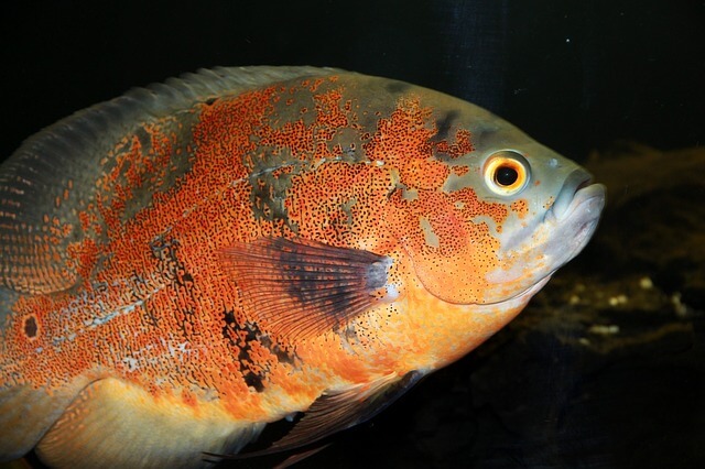 Pengertian Ikan Secara Umum