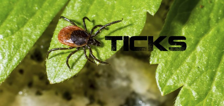 Termite Control in Jersey City, Nj