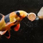 Aqurium-fish-feed.jpg