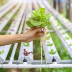Hydroponics-20.jpeg