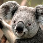 Koala.jpg