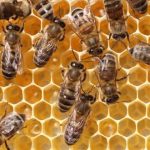 Apiculture.jpg