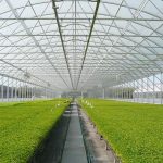 commercial-green-house.jpg