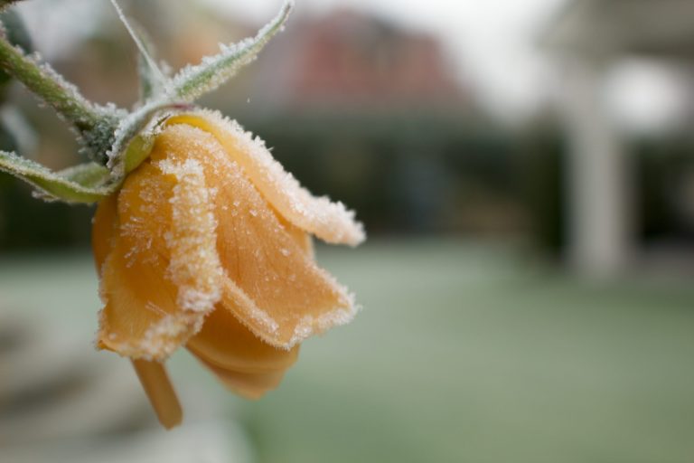 gelo-in-gennaio-e-febbraio,-non-si-parla-di-caldo-infinito