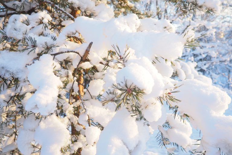 Inverno in standby, ma possibili sorprese tra fine gennaio e inizio febbraio