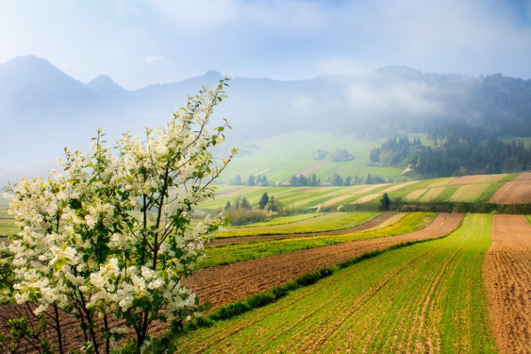 Gennaio e la primavera: una realtà meteo in Italia?