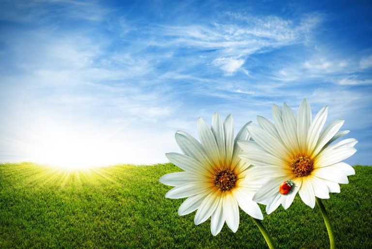 Meteo: arriva la primavera. Ecco la data