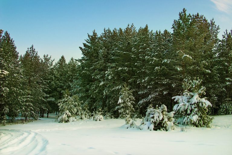 Meteo marzo 2025: ritorno dell’inverno o inizio anticipato della primavera?