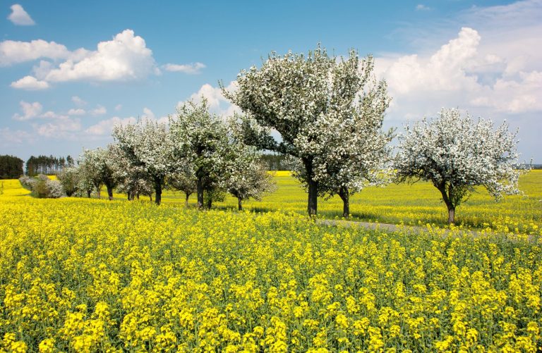 Meteo primavera 2025: l’influenza di La Niña e le tendenze climatiche in Europa