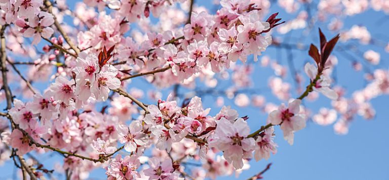 Meteo: Marzo inizia con sole e clima primaverile