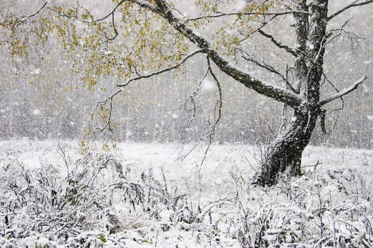 meteo-marzo-2025:-rischio-gelo-tardivo-e-gravi-conseguenze-per-agricoltura-ed-economia