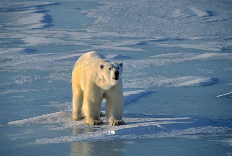 clima:-i-segnali-d’allarme-di-un-pianeta-al-limite