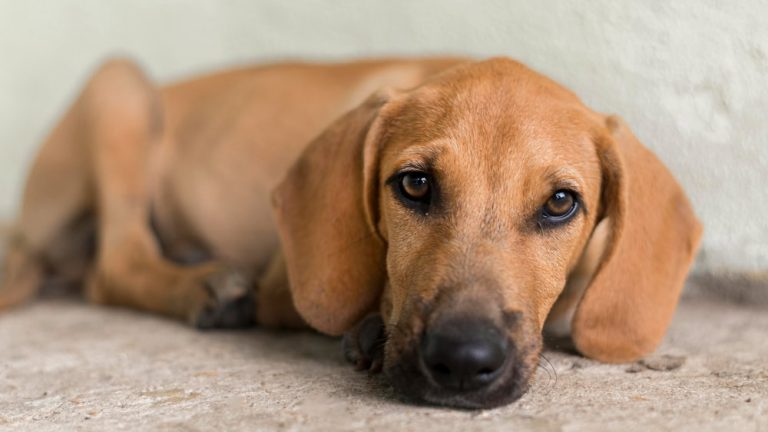 Previsione dei terremoti: cosa possono fare gli animali?