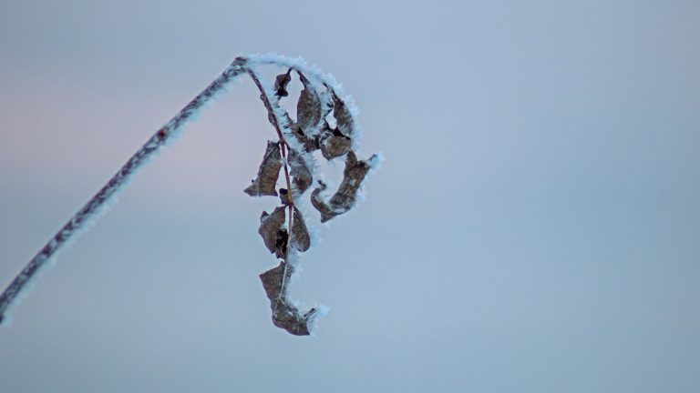 meteo-ontario:-ancora-gelo-e-blackout,-la-provincia-canadese-in-emergenza