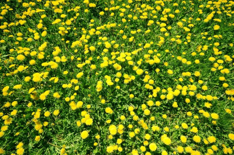 meteo-e-salute:-la-primavera-2025-e-la-stagione-delle-tempeste-di-pollini