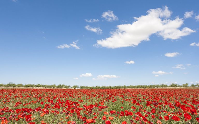 Meteo primavera 2025: la stagione degli estremi tra sbalzi termici e piogge irregolari