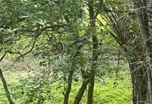 Prestige Group Deepens Biodiversity Commitment with Tiger Adoption at Bannerghatta Biological Park (BBP)